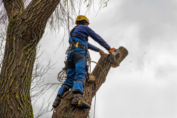 Coal Valley, IL  Tree Services Company