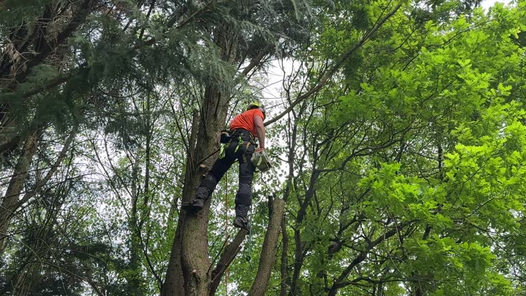 Why Choose Our Tree Removal Services in Coal Valley, IL?